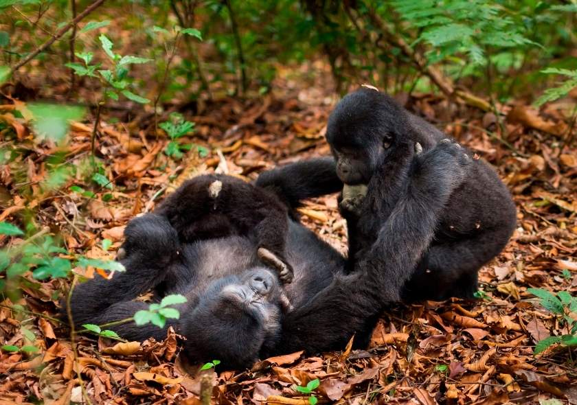 The Best Gorilla Trekking Experience in Africa-Rwanda Safari 