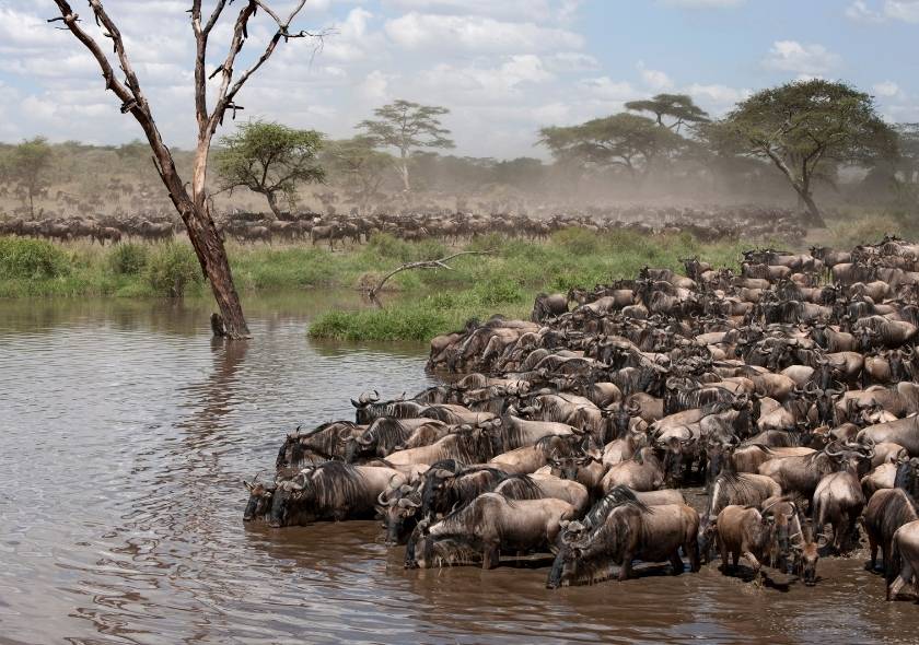 African Safari Tours Involves the Great Migration