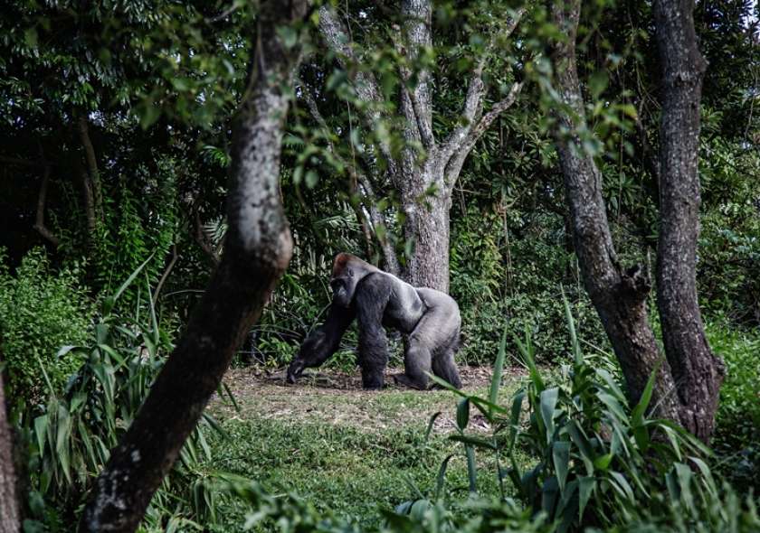 African Safari Tours with Rwanda Gorillas