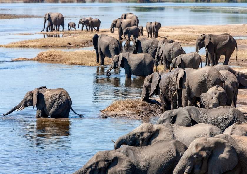 African Safari Tours involves elephants of Chobe national Park