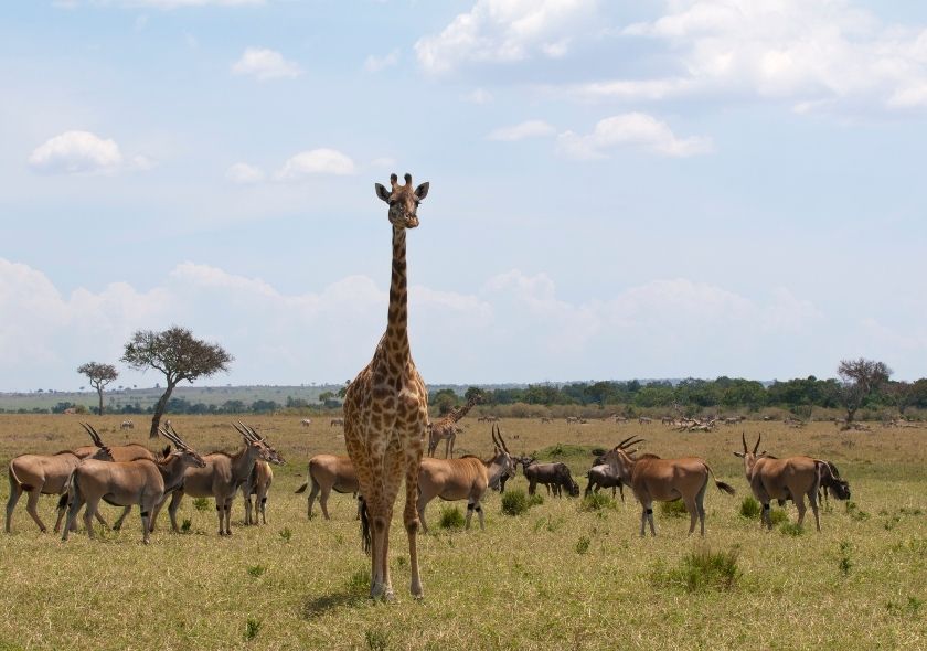 Kenya Safari Tours & Packages: A Comprehensive Guide