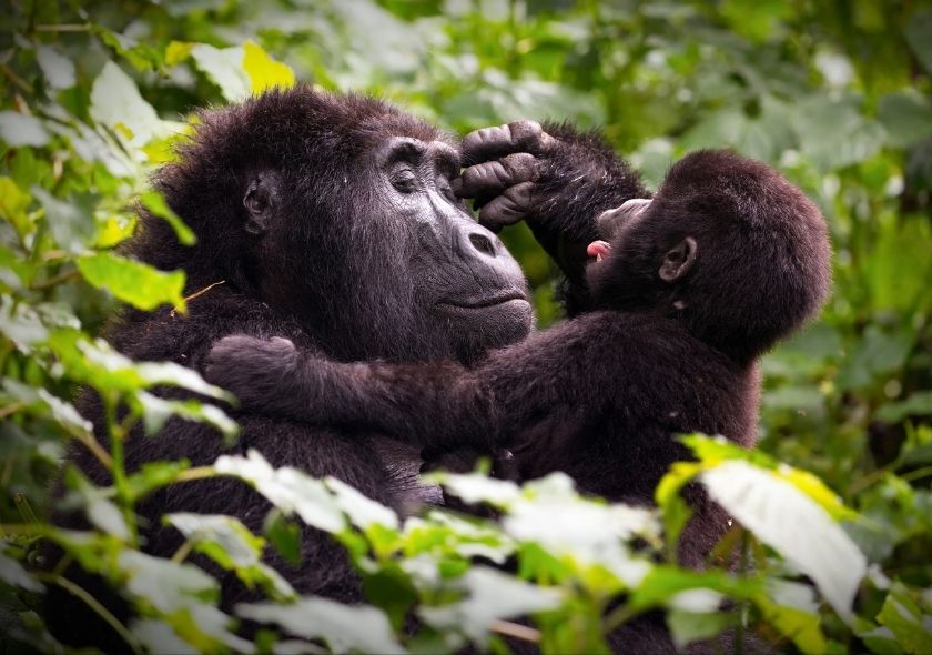 The Best Uganda Safaris: The Ultimate Destination for Gorilla Trekking and Wildlife Adventures