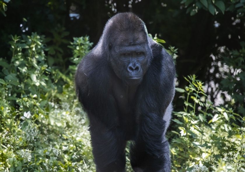 A Gorilla Trekking Guide: Rwanda vs Uganda vs Congo