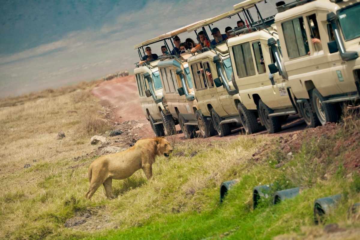 East African Safari Adventure- A Budget Breakdown for 2025