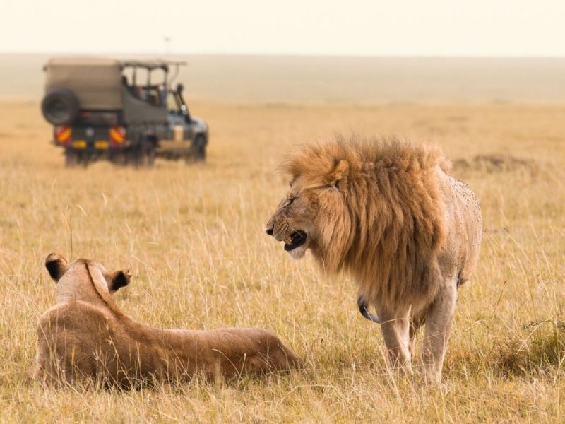 The 6 Best Safaris for 2025