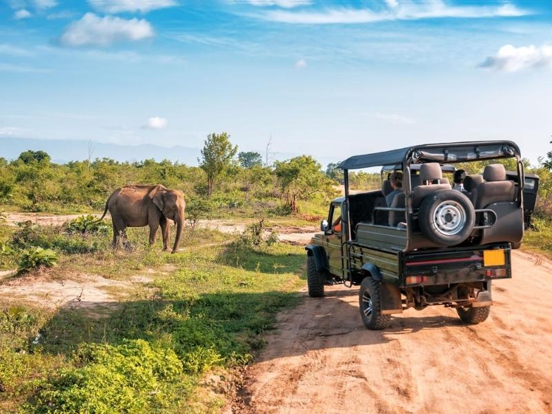 Game Viewing During Group Safaris in Africa