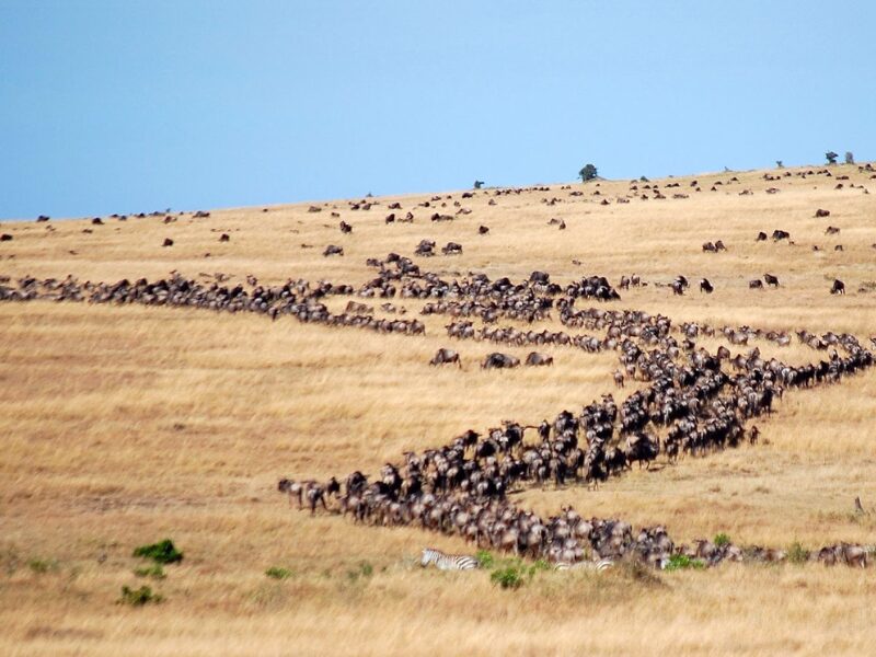 Calving Season in East Africa: Witnessing Nature’s Baby Boom