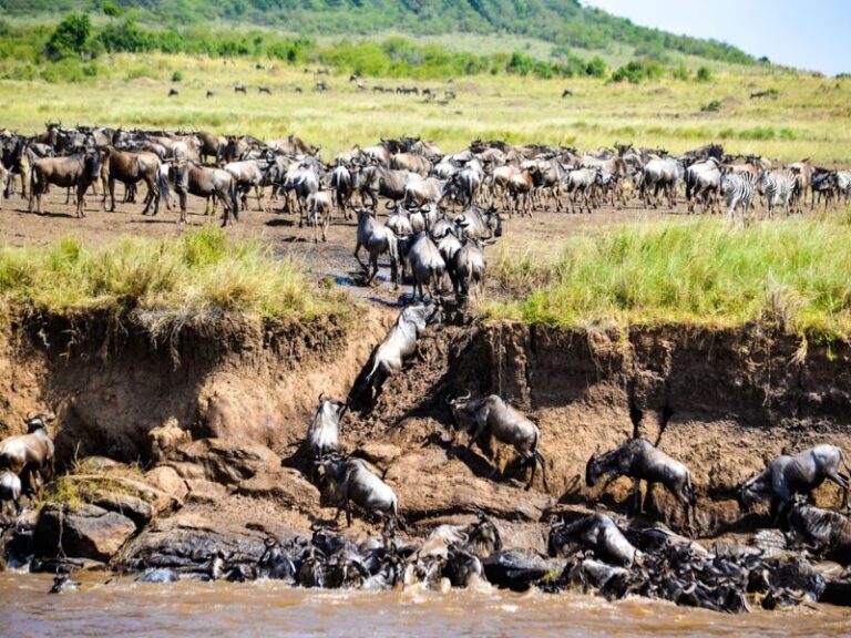 Great Migration Safari River Crossing L Good Earth Tours