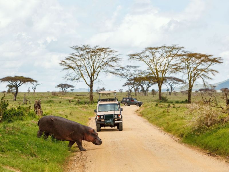 How to plan a family safari during the Great Migration