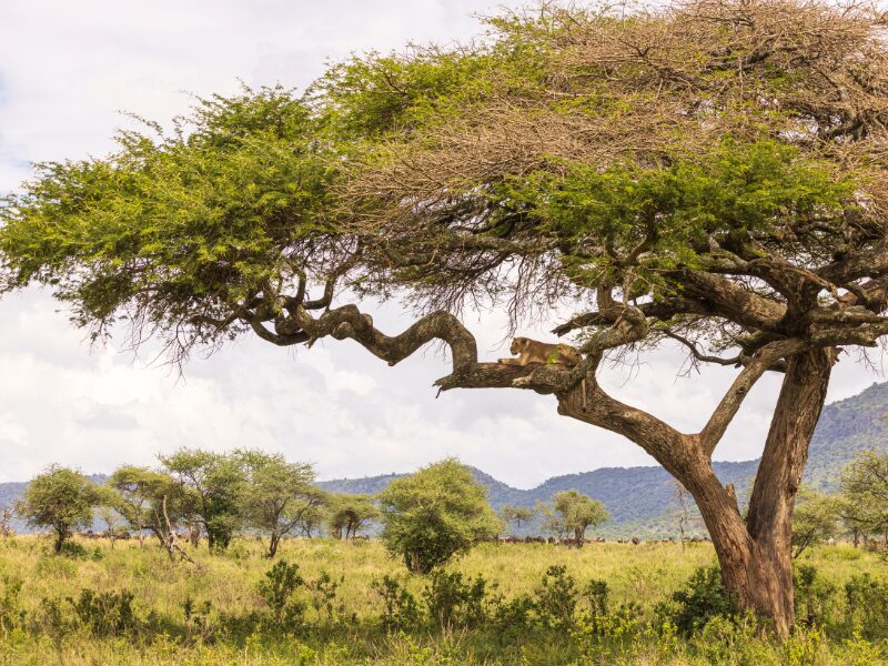 Wildlife Events to Consider in East Africa