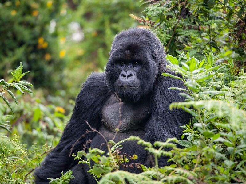 Gorilla Trekking in Rwanda: An Ethical Encounter with Gentle Giants