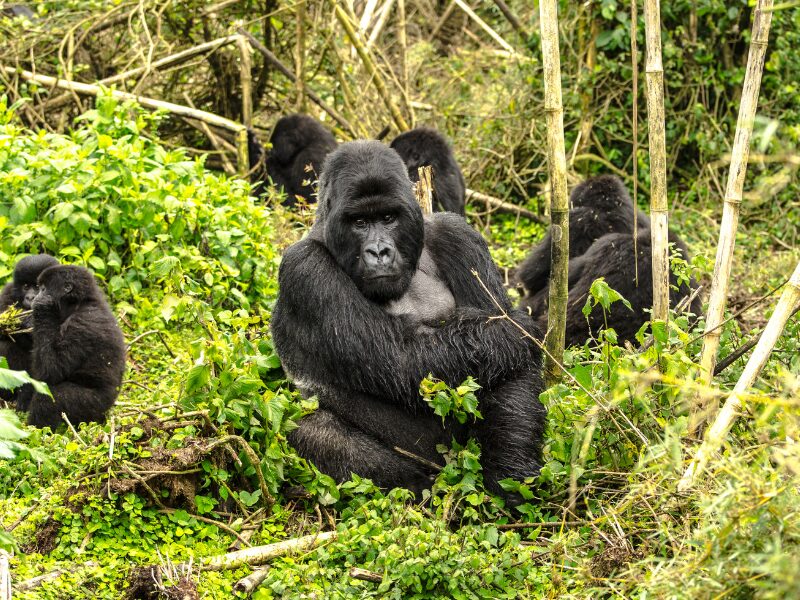 How Gorilla Trekking Benefits Conservation and Communities