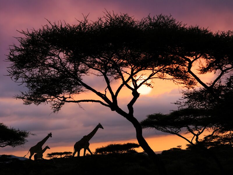 Best African Safari Options for Solo Travelers