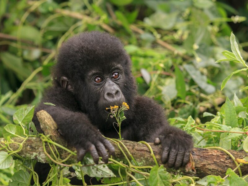 Why Choose Gorilla Trekking in Rwanda?
