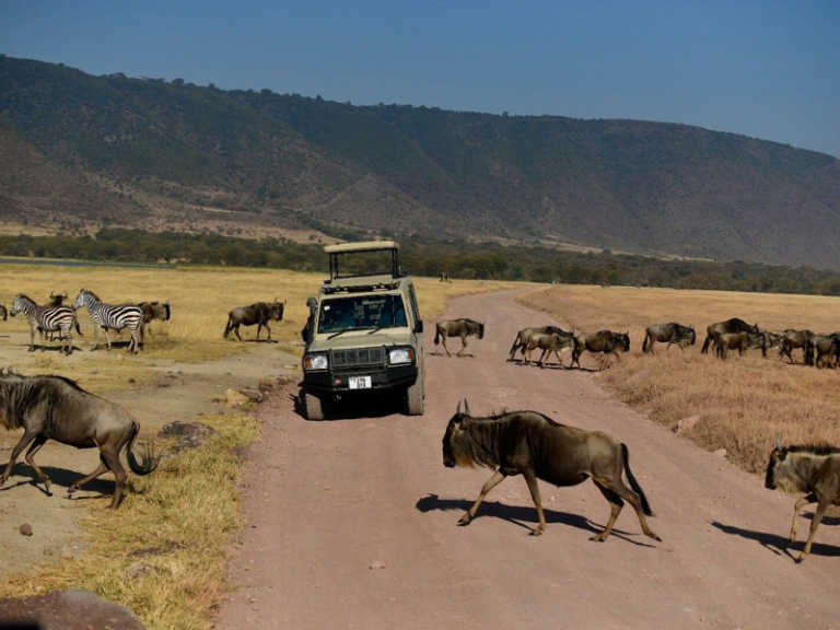 Safari vehicle paused on a dirt road as wildebeest and zebras cross during the Great Migration.