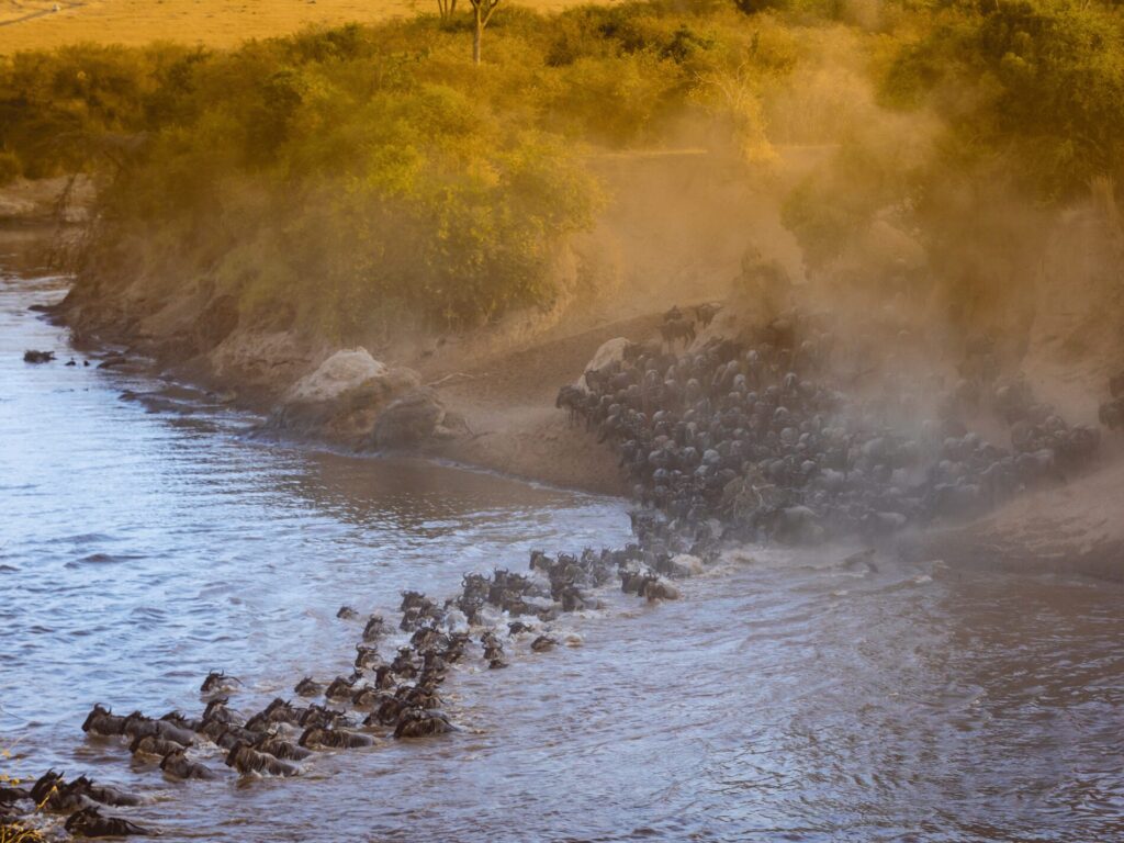 The Best Time to Experience the Great Wildebeest Migration 
