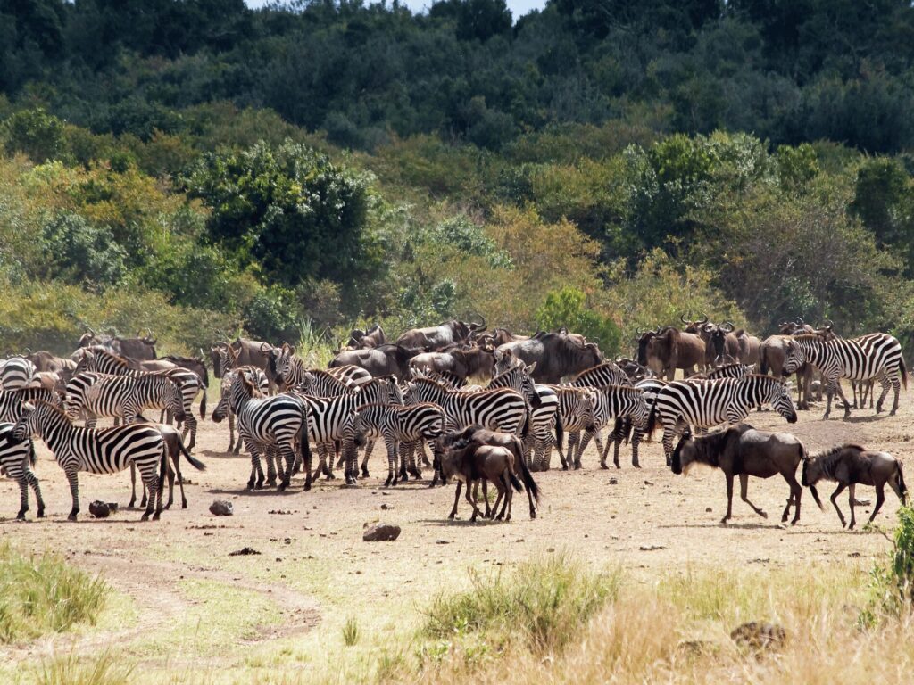 Best Time and Place to Witness the Migration