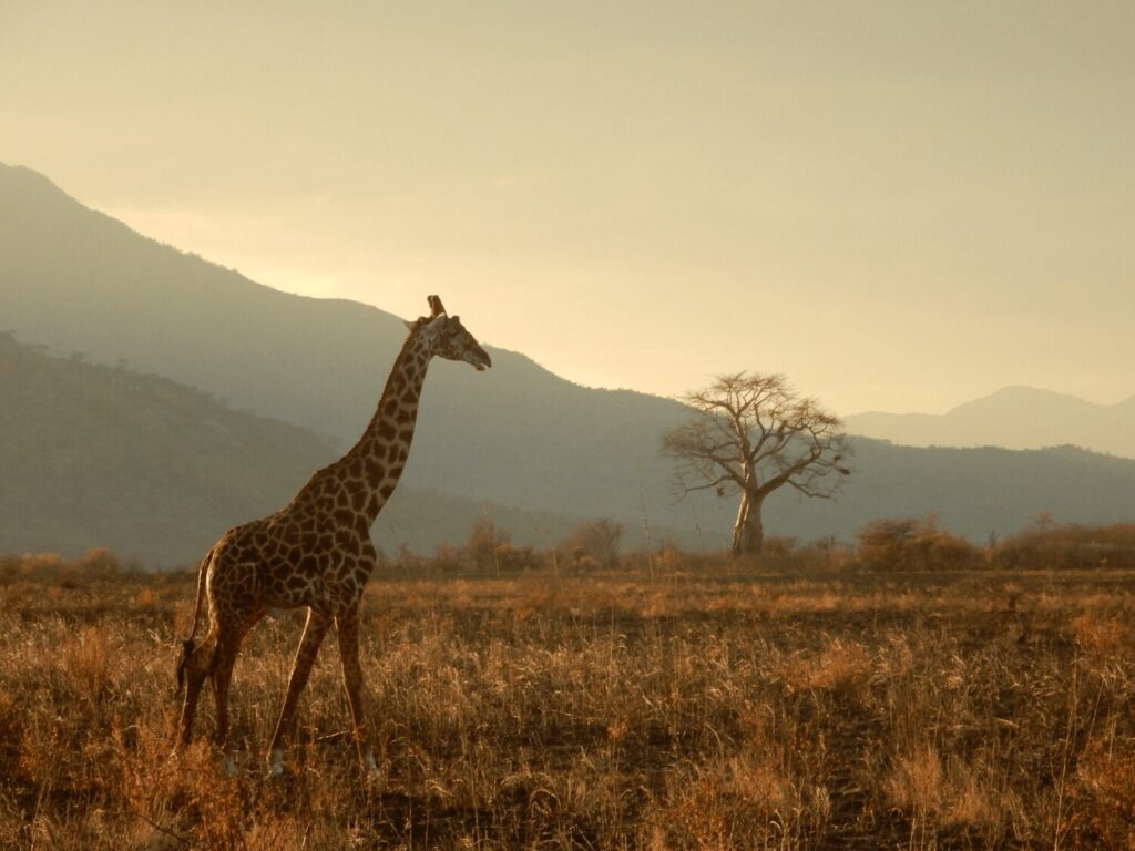 Unique Luxury African Safari Experiences