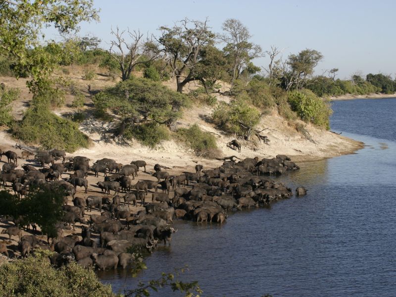 Buffalos Enjoying Life at South Africa's National parks