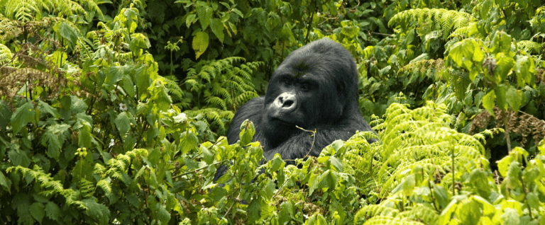 Gorilla Express Safari Rwanda