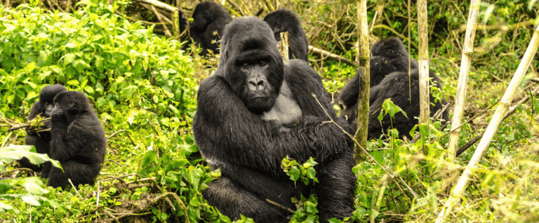 Gorilla Trek - Rwanda