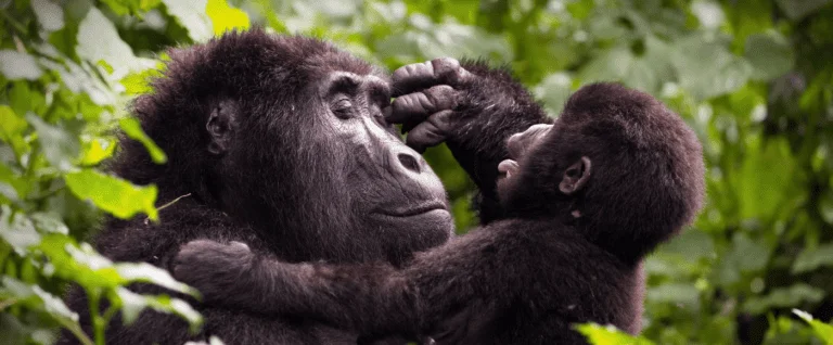 Rwanda & Tanzania Safari