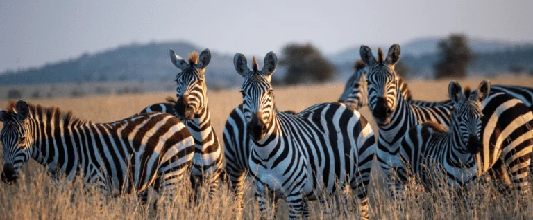 First Class Tanzania: Luxury Safari