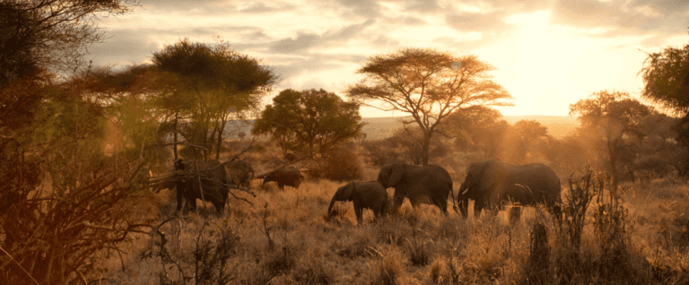 Northern Tanzania Safari Explorer