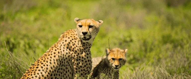 Northern Tanzania Safari
