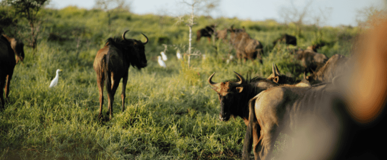 East Africa Safari