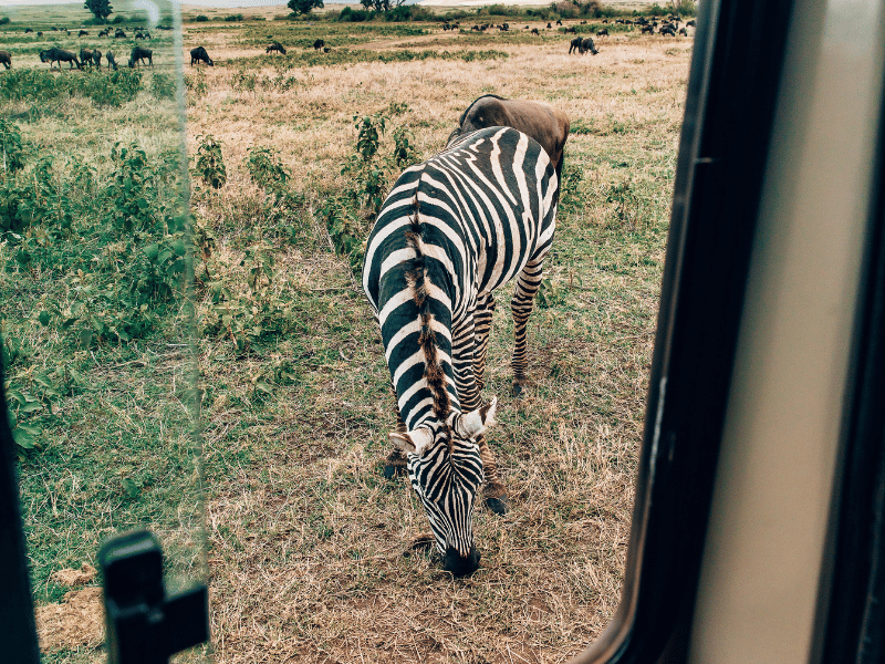 Zebra on Safari