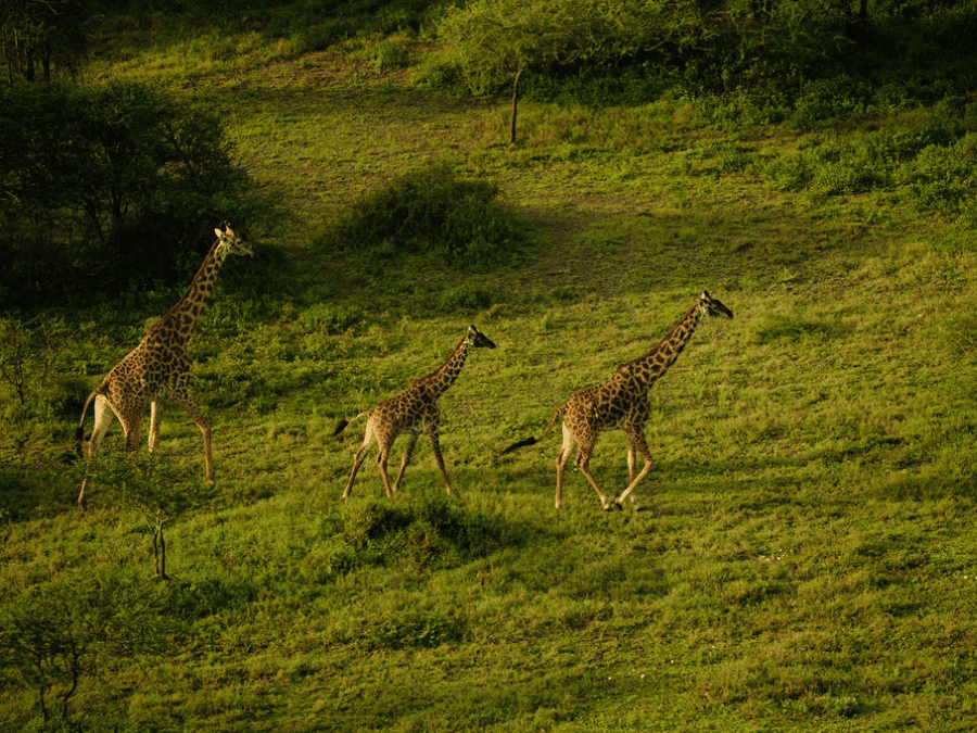 Giraffes in Tarangire National Park, taken with a drone