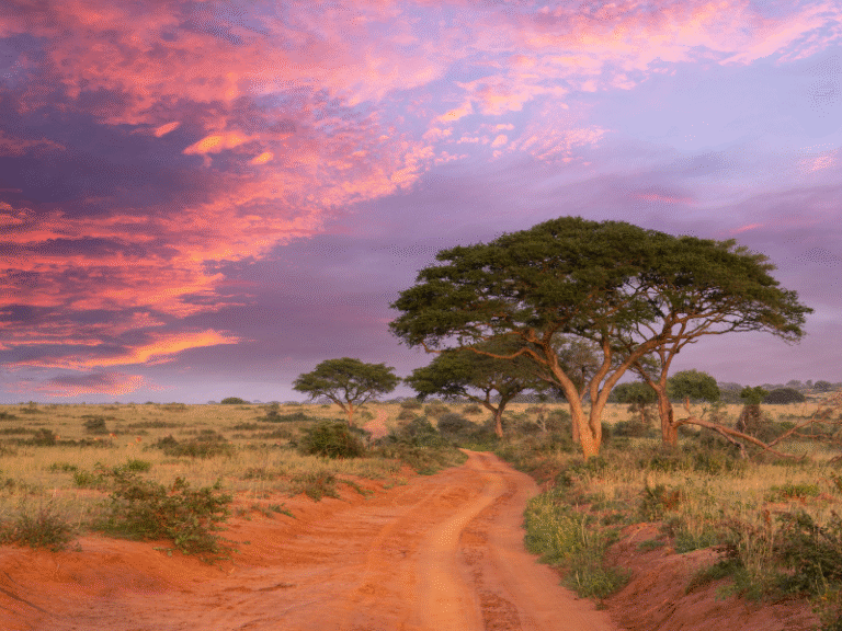 A scenic dirt road winds through acacia trees under a vibrant purple and pink sunset sky in Uganda's savannah.