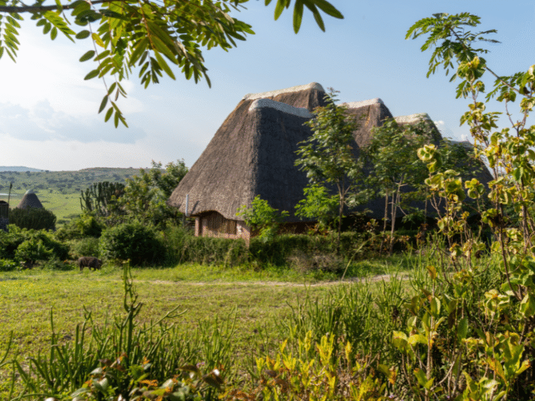 Traditional thatched-roof safari lodges nestled in the lush greenery of Uganda's countryside.