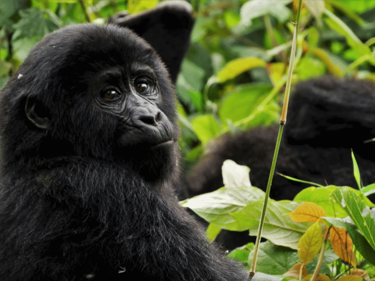 A young mountain gorilla gazes curiously from the dense jungle during a tracking expedition in Uganda.
