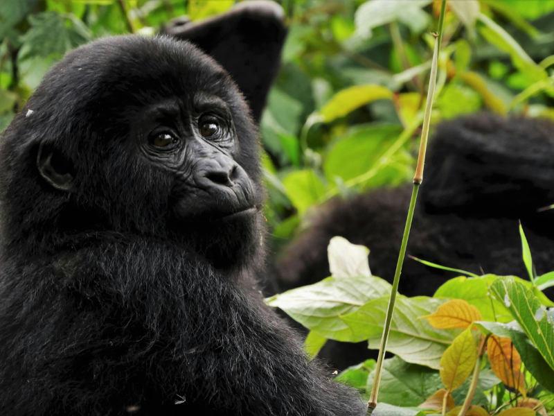 A young mountain gorilla gazes curiously from the dense jungle during a tracking expedition in Uganda.