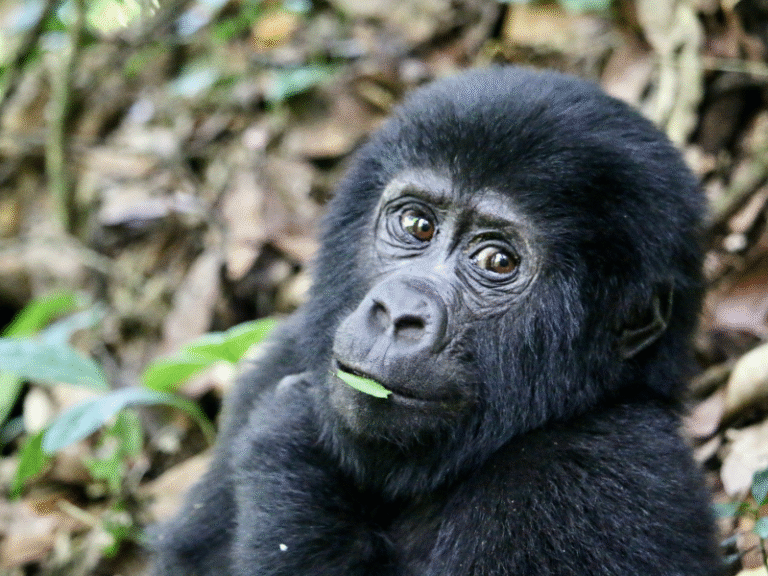 A baby mountain gorilla chews a leaf while sitting in the forest, captured during a memorable Uganda safaris experience.