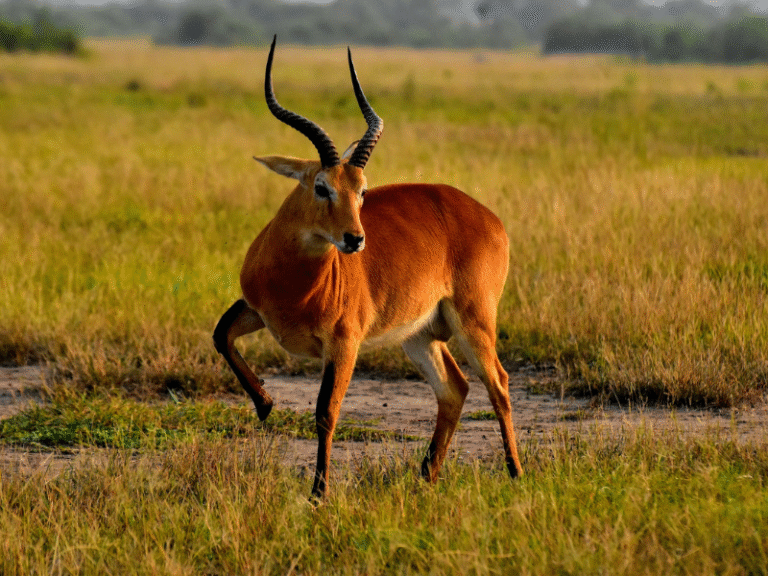 A majestic Ugandan kob antelope stepping gracefully across the golden savannah at sunrise in Uganda.