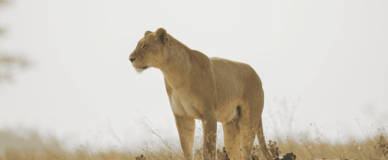 Relax & Roam: South Africa