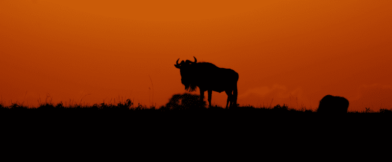 Tanzania Safari