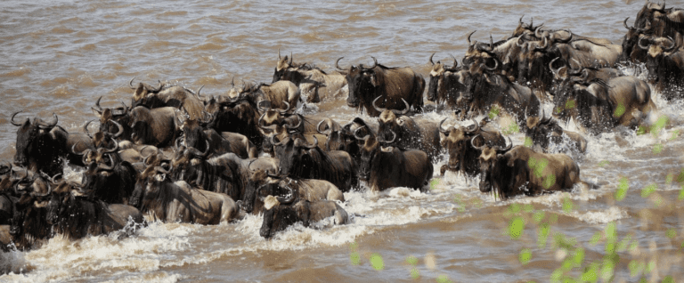 The Relaxed Migration Safari