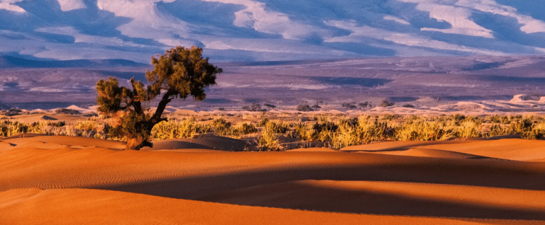 Namibia Family Safari