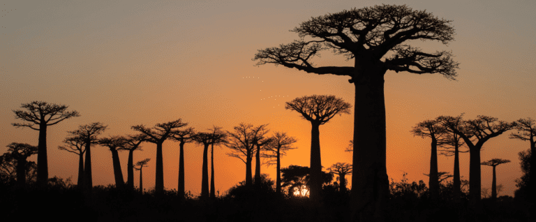 Madagascar Safari