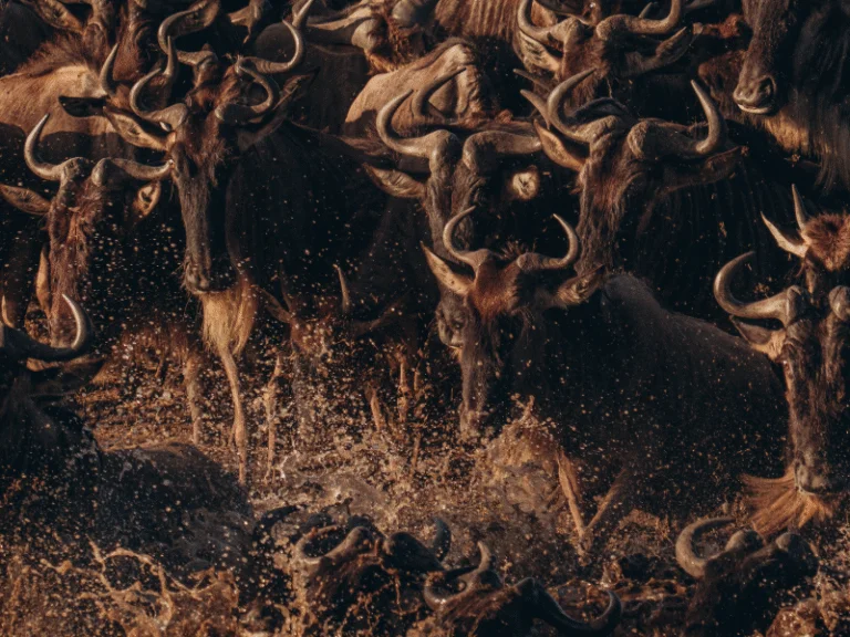 Wildebeest charge through the Mara River during the Great Migration on an all inclusive African safari in Tanzania.