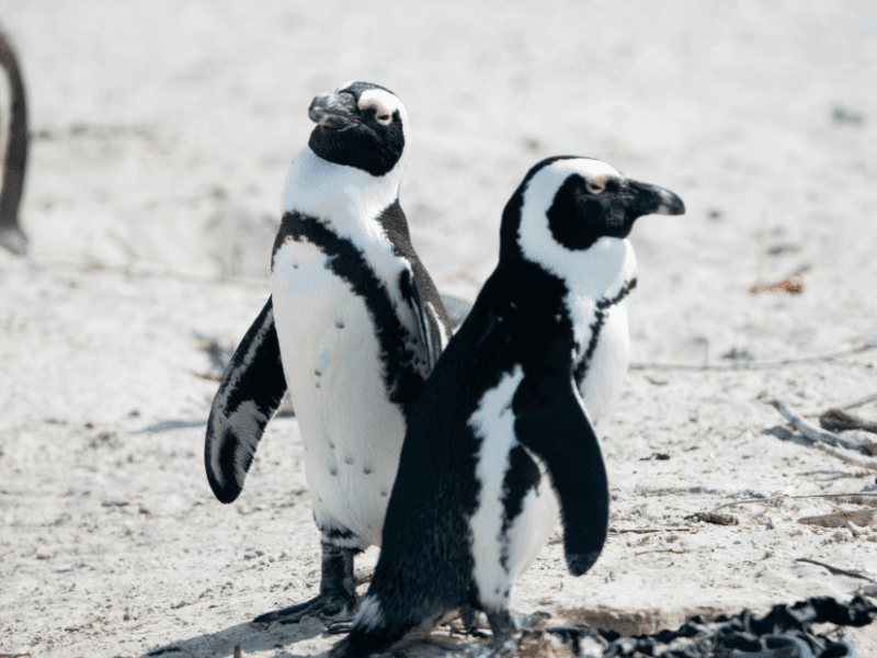 2 Penguins at Boulders Beach Cape Town