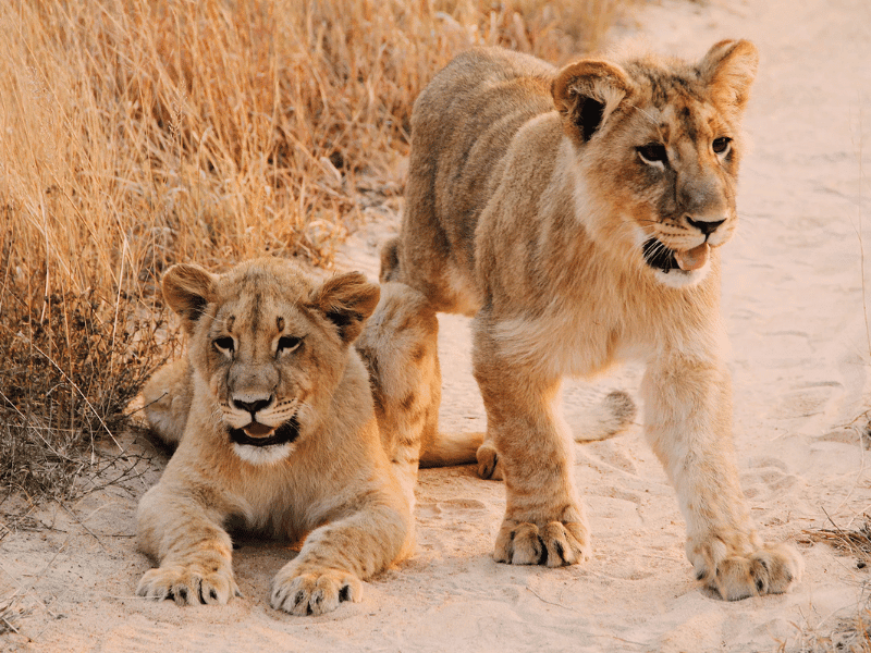 2 lion cubs in Etosha National Park