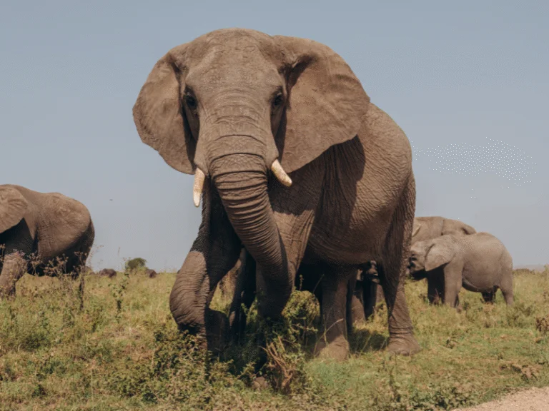 A herd of elephants walking across the open plains on a Tanzania all inclusive safari experience.