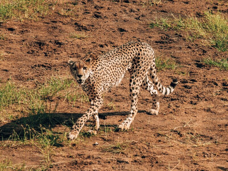 A cheetah walking past on a Tanzania wildlife safari