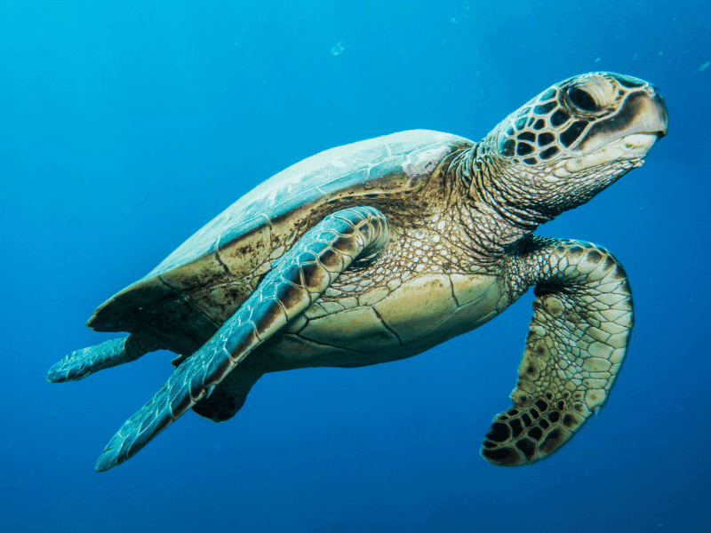 What You Need to Know About Swimming with Zanzibar Sea Turtles 3 Green sea turtle in zanzibar