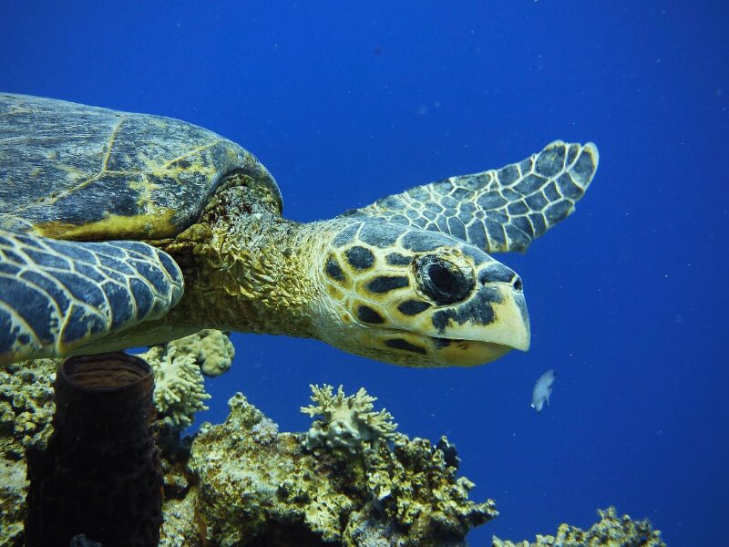 What You Need to Know About Swimming with Zanzibar Sea Turtles 1 Hawksbill sea turtle